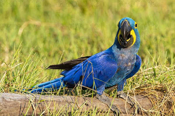 Hyacinth Macaw (Anodorhynchus hyacinthinus) Pantanal Brazil