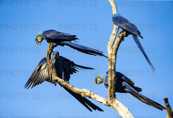 Hyacinth Macaw (Anodorhynchus hyacinthinus) Pantanal Brazil