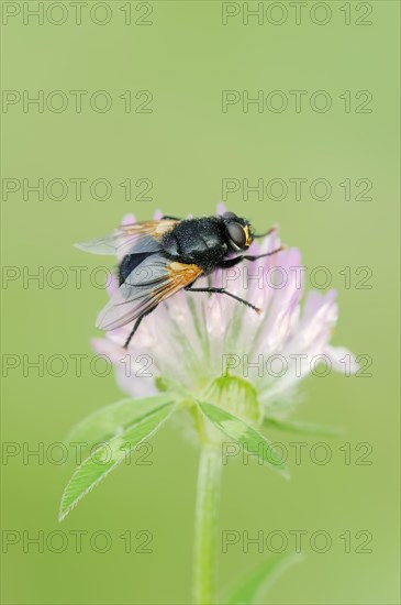 Cattle fly or noonday fly (Mesembrina meridiana) on red clover (Trifolium pratense), North Rhine-Westphalia, Germany, Europe