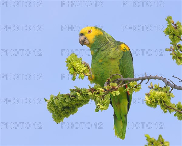 Yellow-headed Amazon (Amazona oratrix belizensis), feeding, Stuttgart, Baden-Wuerttemberg, Germany, Europe