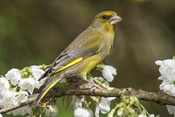 A male greenfinch (Carduelis cloris) standing on a branch with white flowers, Baden-Wuerttemberg, Germany, Europe