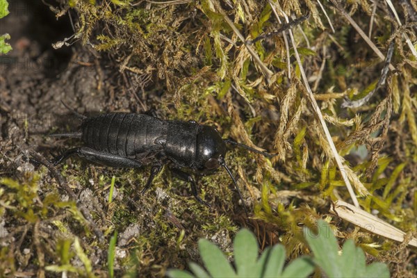 Larva of a male field cricket (Gryllus campestris) sunbathing in front of its tube surrounded by mosses and plants, Baden-Wuerttemberg, Germany, Europe
