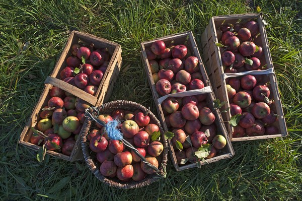 Freshly picked apples in baskets of the Winterrambur variety (Malus domestica) in the grass, Middle Franconia, Bavaria, Germany, Europe