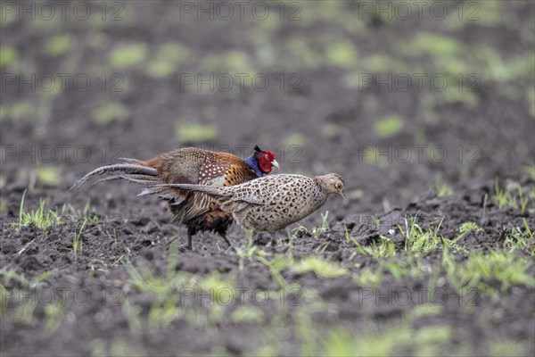 Hunting pheasants (Phasianus colchicus), courtship display, Emsland, Lower Saxony, Germany, Europe