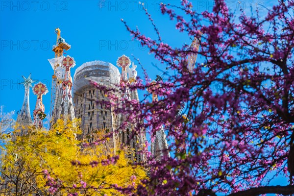 Towers of the Sagrada Familia basilica under construction, Roman Catholic basilica by Antoni Gaudi in Barcelona, Spain, Europe