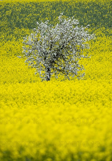 Flowering apple tree in a rape field, field with rape (Brassica napus), Cremlingen, Lower Saxony, Germany, Europe