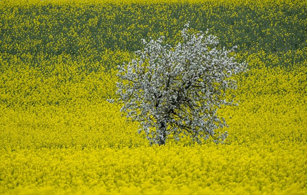 Flowering apple tree in a rape field, field with rape (Brassica napus), Cremlingen, Lower Saxony, Germany, Europe