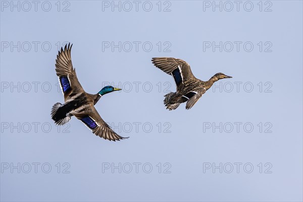 Pair of Mallard, Anas platyrhynchos, birds in flight over spring lake