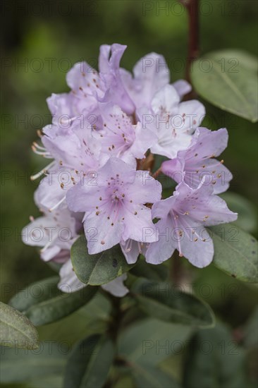 Rhododendron blossom (Rhododendron Pink Pompon), Emsland, Lower Saxony, Germany, Europe