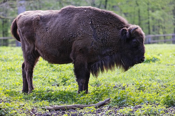 European bison (Bos bonasus) also captive, Germany, Europe