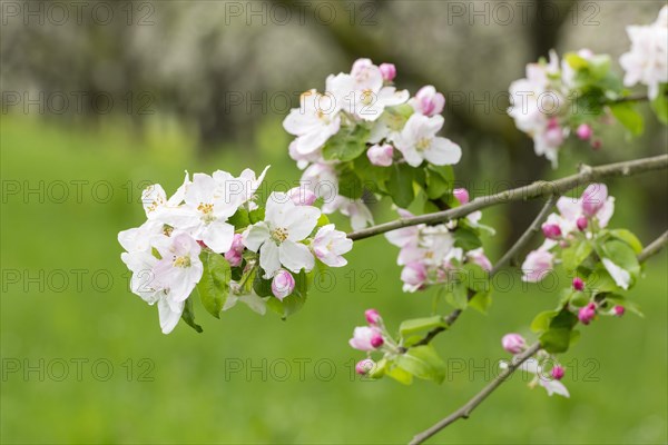 Branches of a blossoming apple tree, meadow orchard, Baden, Wuerttemberg, Germany, Europe