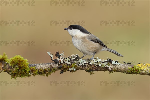 Willow Tit (Parus montanus) sitting on a branch overgrown with moss and lichen, Wilnsdorf, North Rhine-Westphalia, Germany, Europe