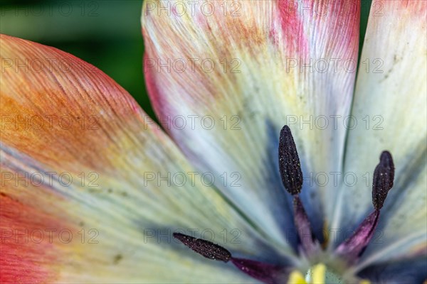 Detail of the stamen of a tulip in a garden. Bas Rhin, Alsace, France, Europe