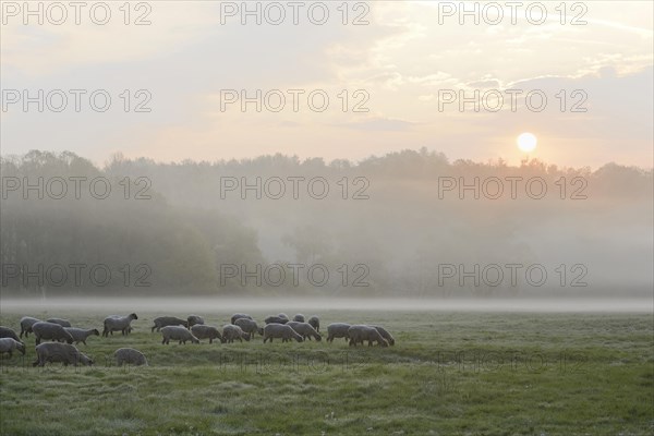 Domestic sheep (Ovis gmelini aries) on a pasture in fog and morning sun, North Rhine-Westphalia, Germany, Europe