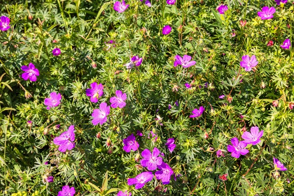 Bloody cranesbill (Geranium sanguineum) wildflowers in bloom on a sunny summer meadow