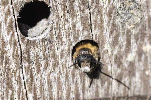 Rusty red mason bee (Osmia bicornis), Emsland, Lower Saxony, Germany, Europe