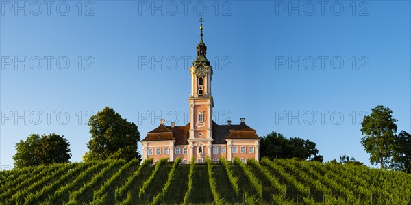 Vineyards, Birnau pilgrimage church, baroque church, exterior view, Uhldingen-Muehlhofen on Lake Constance, Baden-Wuerttemberg, Germany, Europe