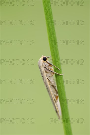 Collita griseola (Eilema griseola), North Rhine-Westphalia, Germany, Europe