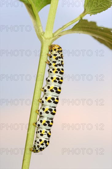 Brown-root monk (Shargacucullia scrophulariae), caterpillar, North Rhine-Westphalia, Germany, Europe