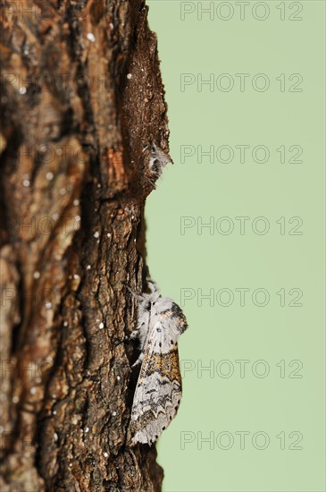 Sallow kitten moth (Furcula furcula), freshly hatched butterfly and cocoon, North Rhine-Westphalia, Germany, Europe