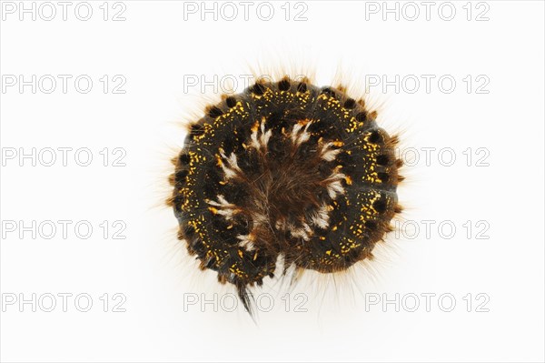 Grass caterpillar (Euthrix potatoria), caterpillar on white hind, North Rhine-Westphalia, Germany, Europe