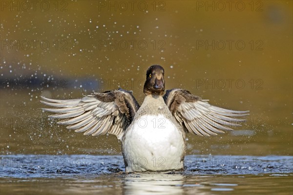 Goldeneye (bucephala clangula), female flapping wings, Gaspesie conservation park, province of Quebec, Canada, AI generated, North America