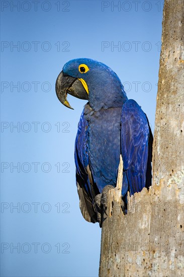 Hyacinth Macaw (Anodorhynchus hyacinthinus) Pantanal Brazil