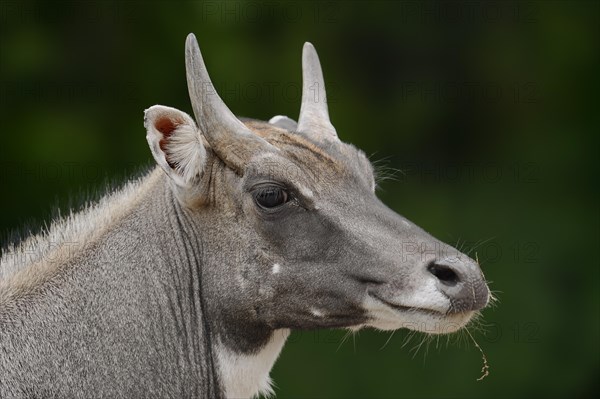 Nilgai (Boselaphus tragocamelus), male, portrait, captive, occurrence in Asia