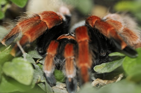 Mexican red-legged tarantula or orange-legged tarantula (Brachypelma boehmei), captive, occurrence in Mexico
