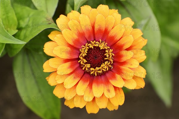 Zinnia 'Sombrero' (Zinnia elegans, Zinnia violacea), flower, ornamental plant, North Rhine-Westphalia, Germany, Europe