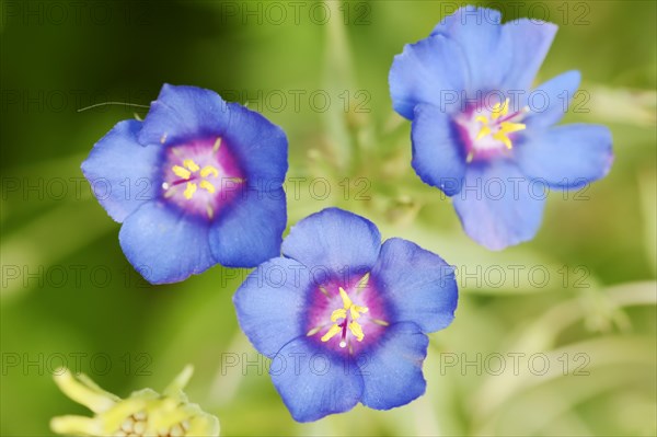 Blue pimpernel (Anagallis monellii), flowers, native to the western Mediterranean region