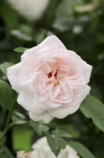 Garden rose or rose 'Graciosa' (Rosa hybrida), flower, ornamental plant, North Rhine-Westphalia, Germany, Europe