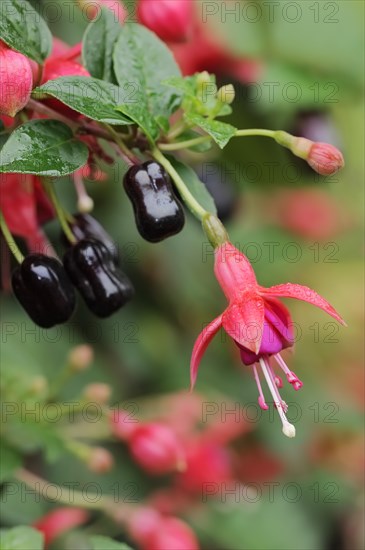 Fuchsia (Fuchsia hybride), flower, ornamental plant, North Rhine-Westphalia, Germany, Europe