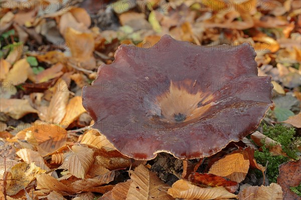 Chestnut-brown stem porling or black-red porling (Picipes badius, Polyporus badius), autumn, North Rhine-Westphalia, Germany, Europe