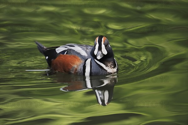 Harlequin duck (Histrionicus histrionicus), male, captive, Lower Saxony, Germany, Europe