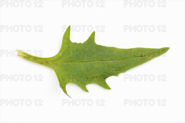 Strawberry spinach (Chenopodium foliosum, Blitum virgatum), leaf on white background, vegetable and ornamental plant