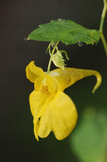 Greater balsam (Impatiens noli-tangere), flowering, North Rhine-Westphalia, Germany, Europe