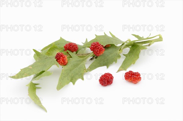 Strawberry spinach (Chenopodium foliosum, Blitum virgatum), leaves and fruits on a white background, vegetable and ornamental plant