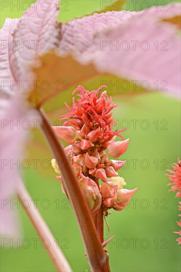 Castor oil plant (Ricinus communis), fruit stand, North Rhine-Westphalia, Germany, Europe