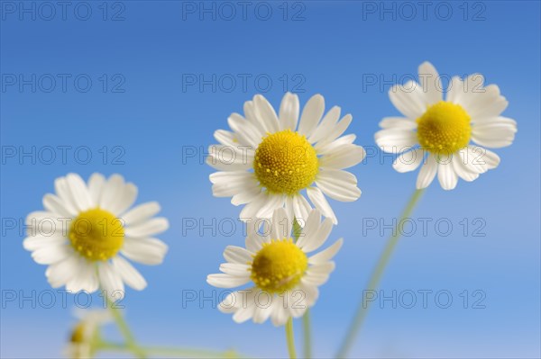 Chamomile (Matricaria recutita, Matricaria chamomilla), flowers, medicinal plant, North Rhine-Westphalia, Germany, Europe