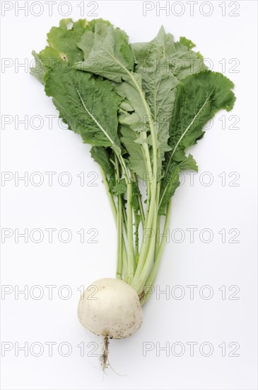 Turnip or navette (Brassica rapa ssp. rapa var. majalis), root and leaves on white background, vegetable plant