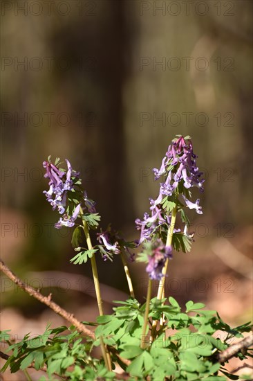 Fingered larkspur in early spring in the forest of the Hunsrueck-Hochwald National Park, Rhineland-Palatinate, Germany, Europe