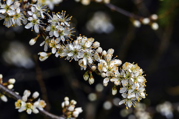 Flowering twig, blackthorn (Prunus spinosa), also blackthorn, Allgaeu, Swabia, Bavaria, Germany, Europe