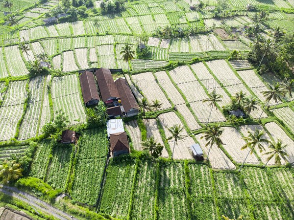 Cultivation of pak choi in Sidemen, Amed, Karangasem, Bali, Indonesia, Asia