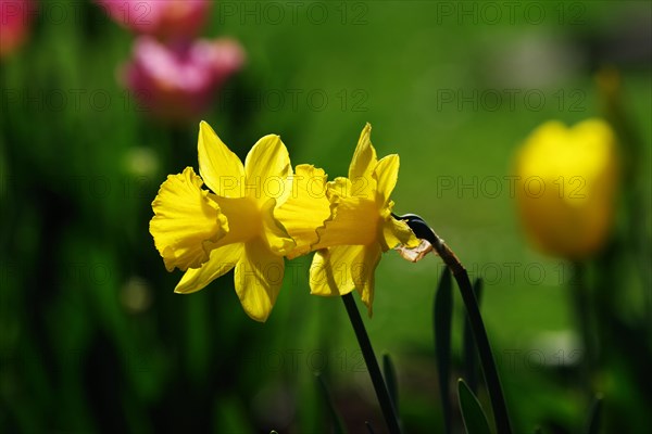 Daffodil (Narcissus), flower, yellow, backlight, Two flowers of the daffodil are illuminated by the sun