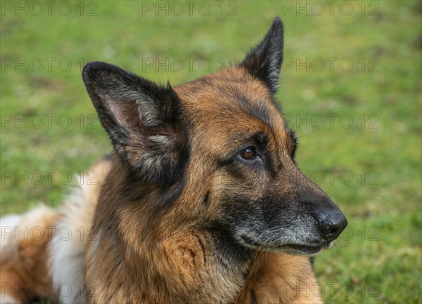 Portrait of an old German shepherd dog, female, on a lawn in Ystad, Scania, Sweden, Scandinavia, Europe