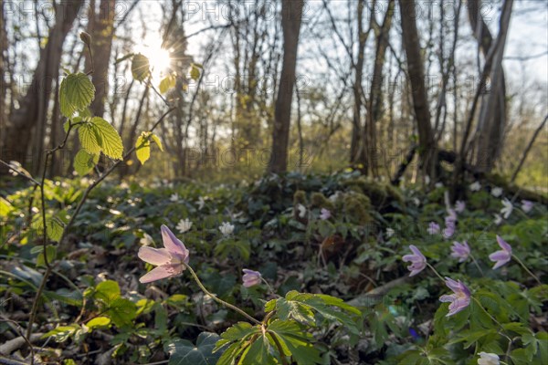 Pink wood anemone or sylvie (Anemone nemorosa) in the forest in spring. Bas-Rhin, Alsace, Grand Est, France, Europe