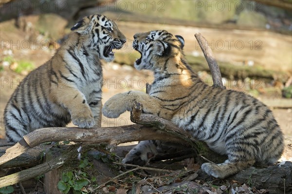 Two young tigers showing their paws while playing on a tree trunk, Siberian tiger, Amur tiger, (Phantera tigris altaica), cubs