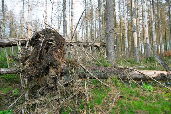 Deadwood structure in coniferous forest plantation with bark beetle infestation, root plates and lying deadwood, important habitat for insects and birds, North Rhine-Westphalia, Germany, Europe