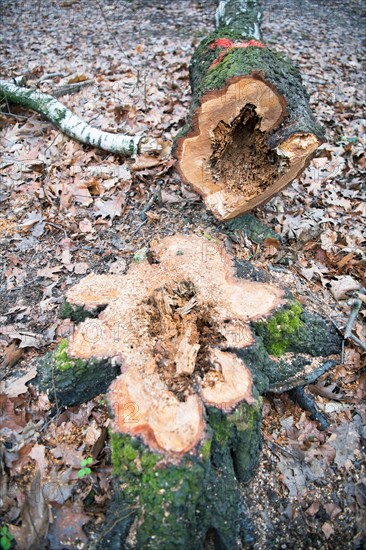 Deadwood structure hollow tree in deciduous forest, freshly felled hollow birch lying in the forest, important habitat for insects and birds, North Rhine-Westphalia, Germany, Europe